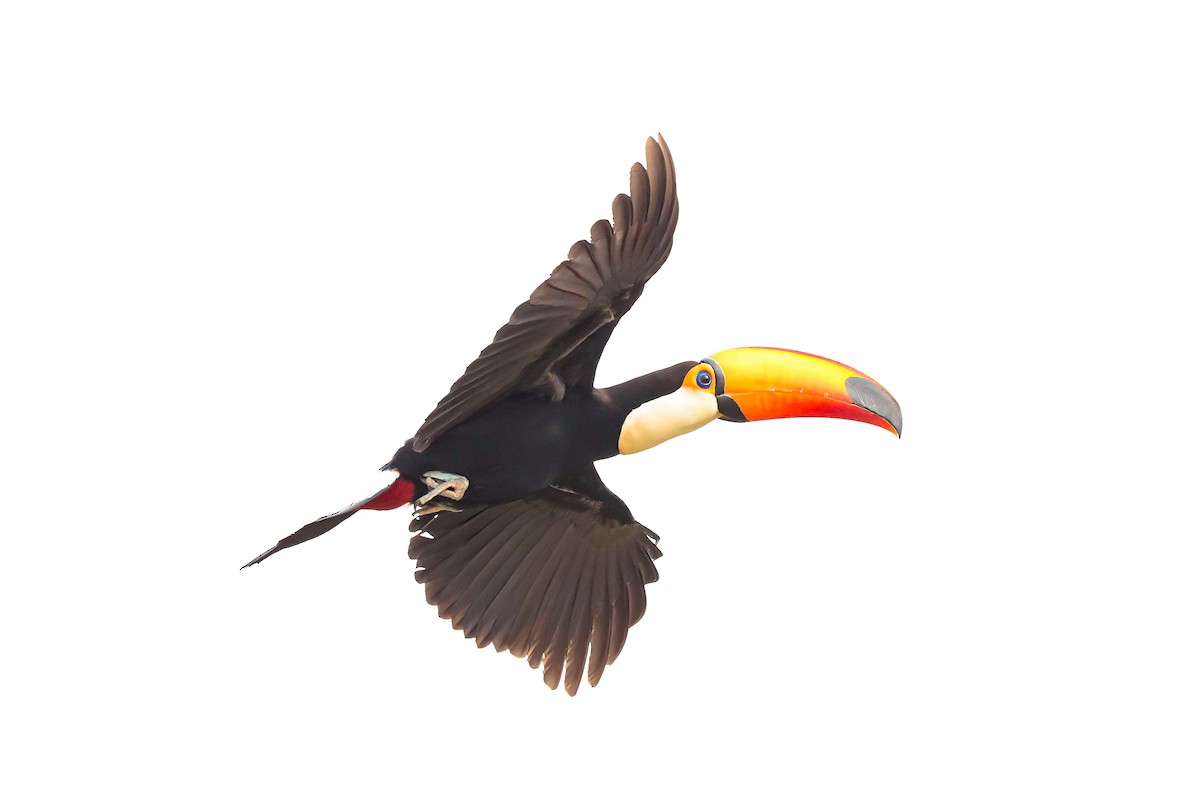 Toco Toucan - ML625396790