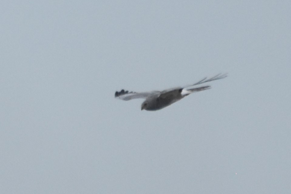Cinereous Harrier - ML625396800
