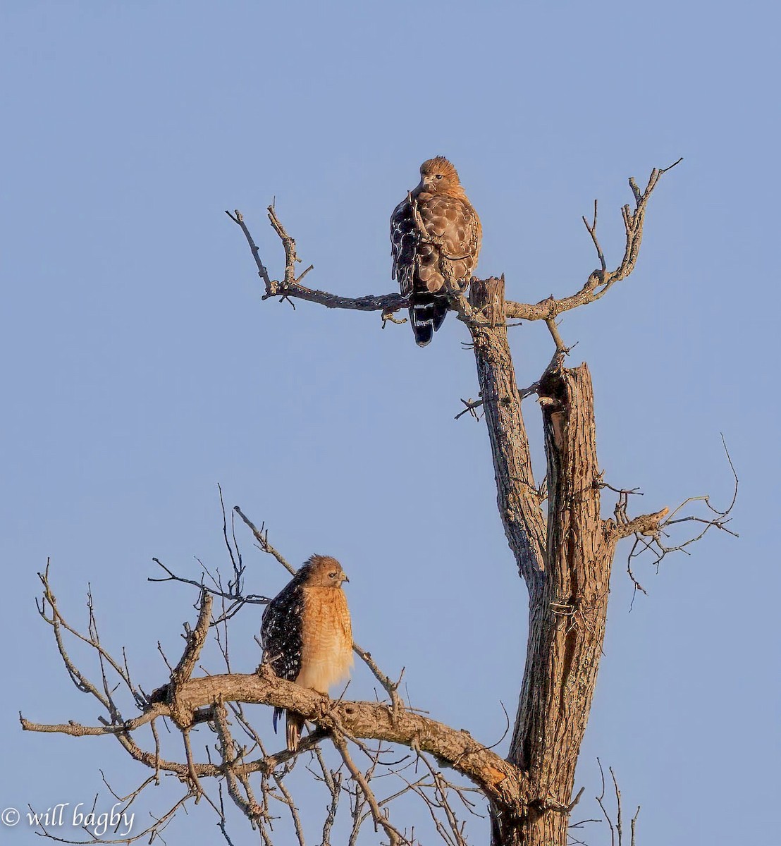 Red-shouldered Hawk - ML625396806