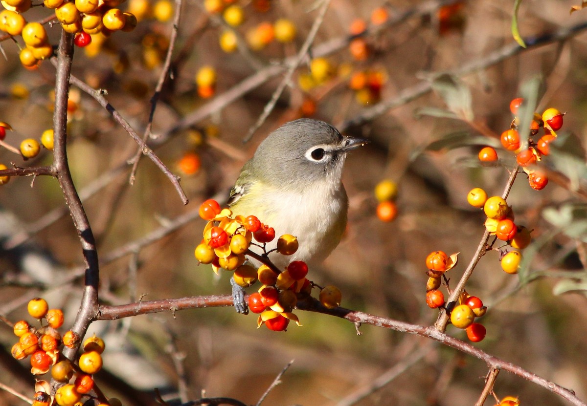 Blue-headed Vireo - ML625396909