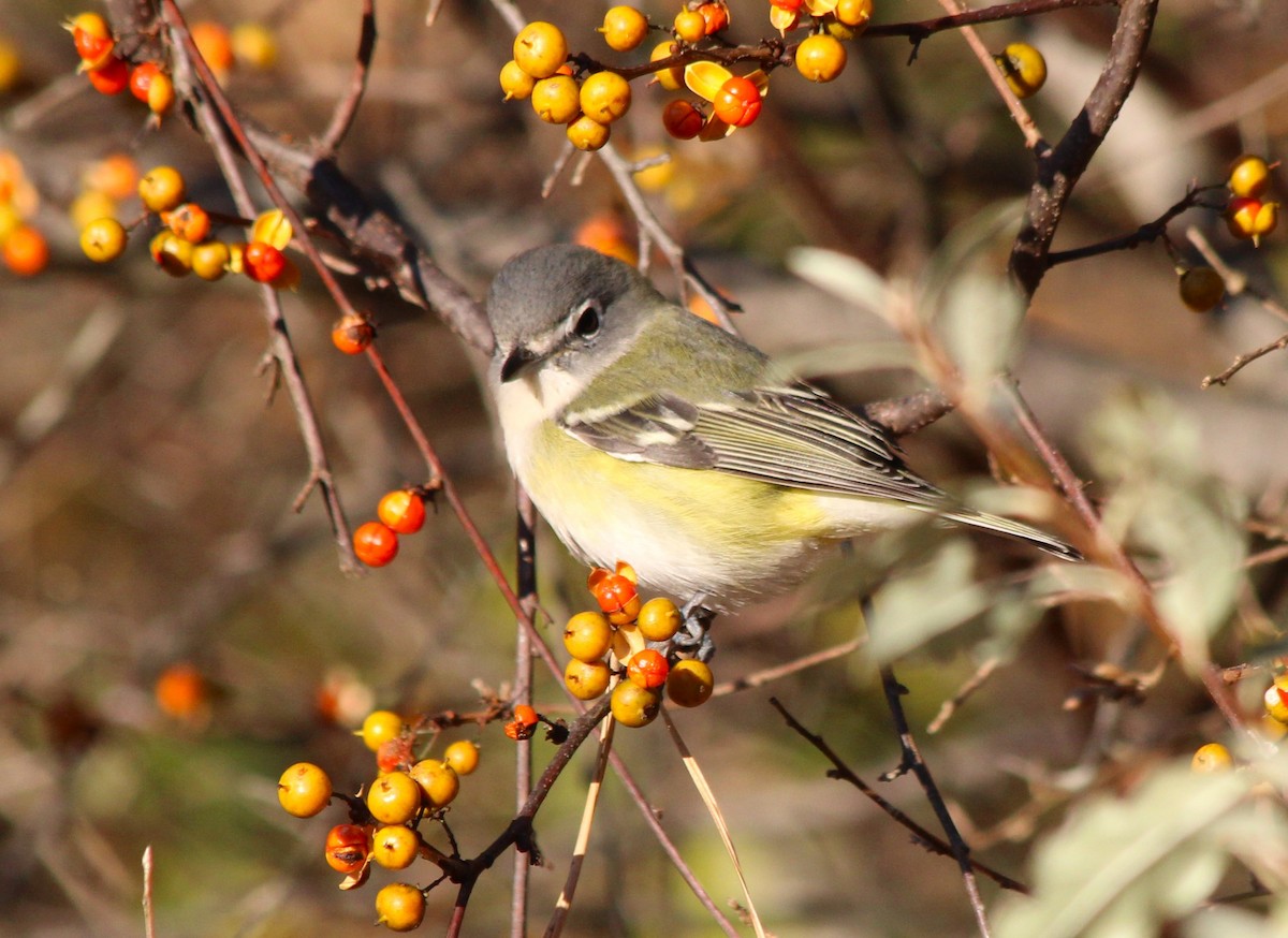 Blue-headed Vireo - ML625396910