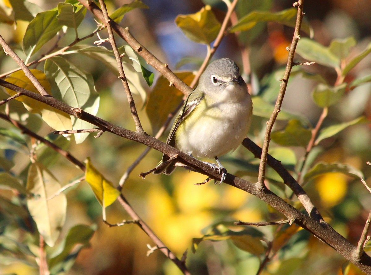 Blue-headed Vireo - ML625396911