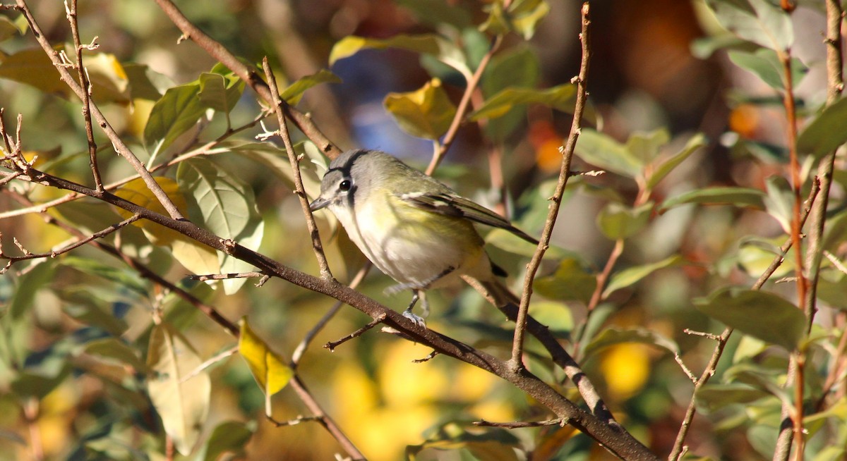 Blue-headed Vireo - ML625396912