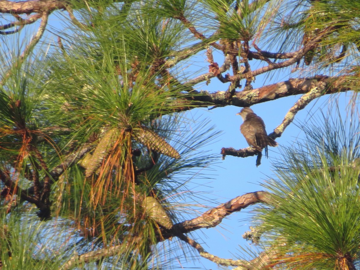 Yellow-billed Cuckoo - ML625396924