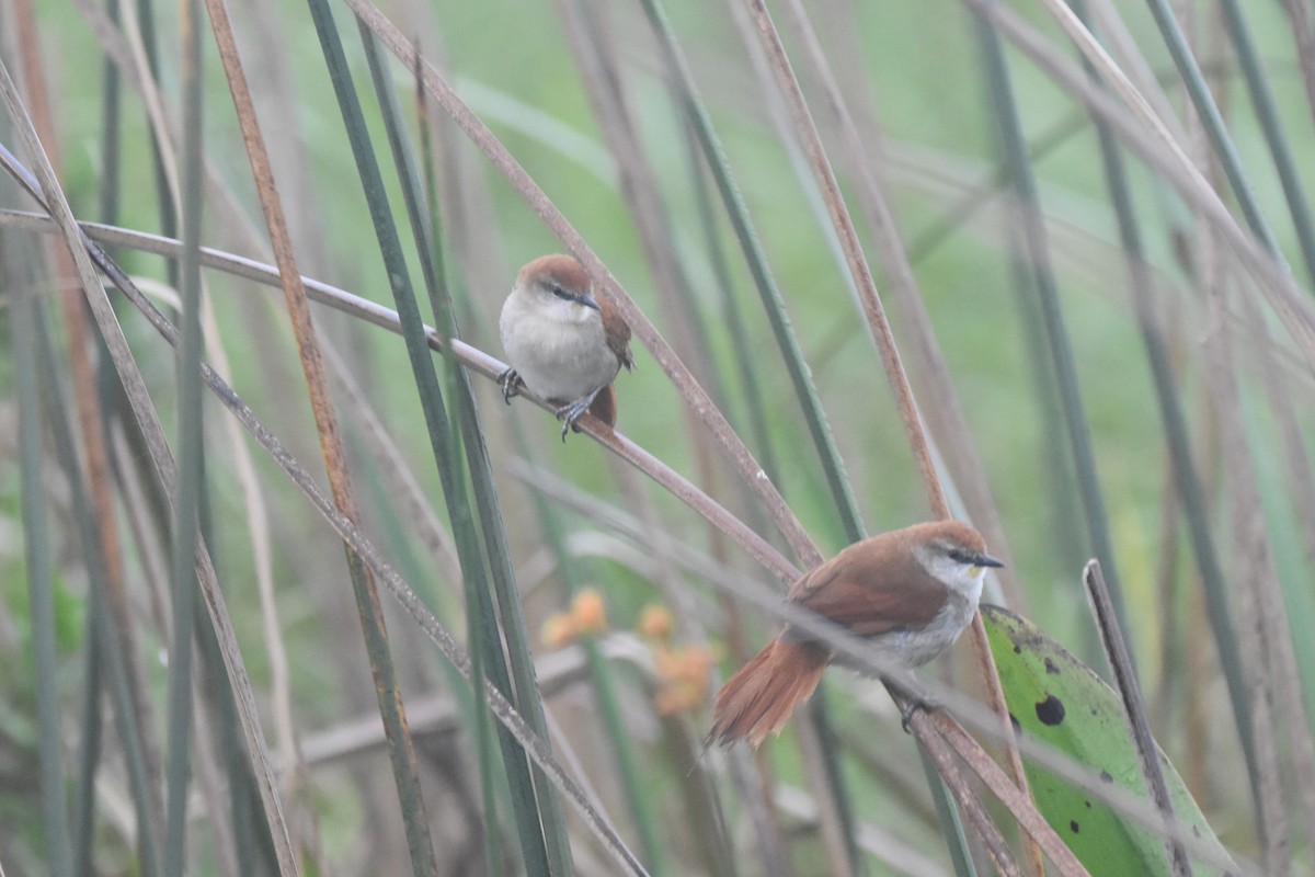 Yellow-chinned Spinetail - ML625396927