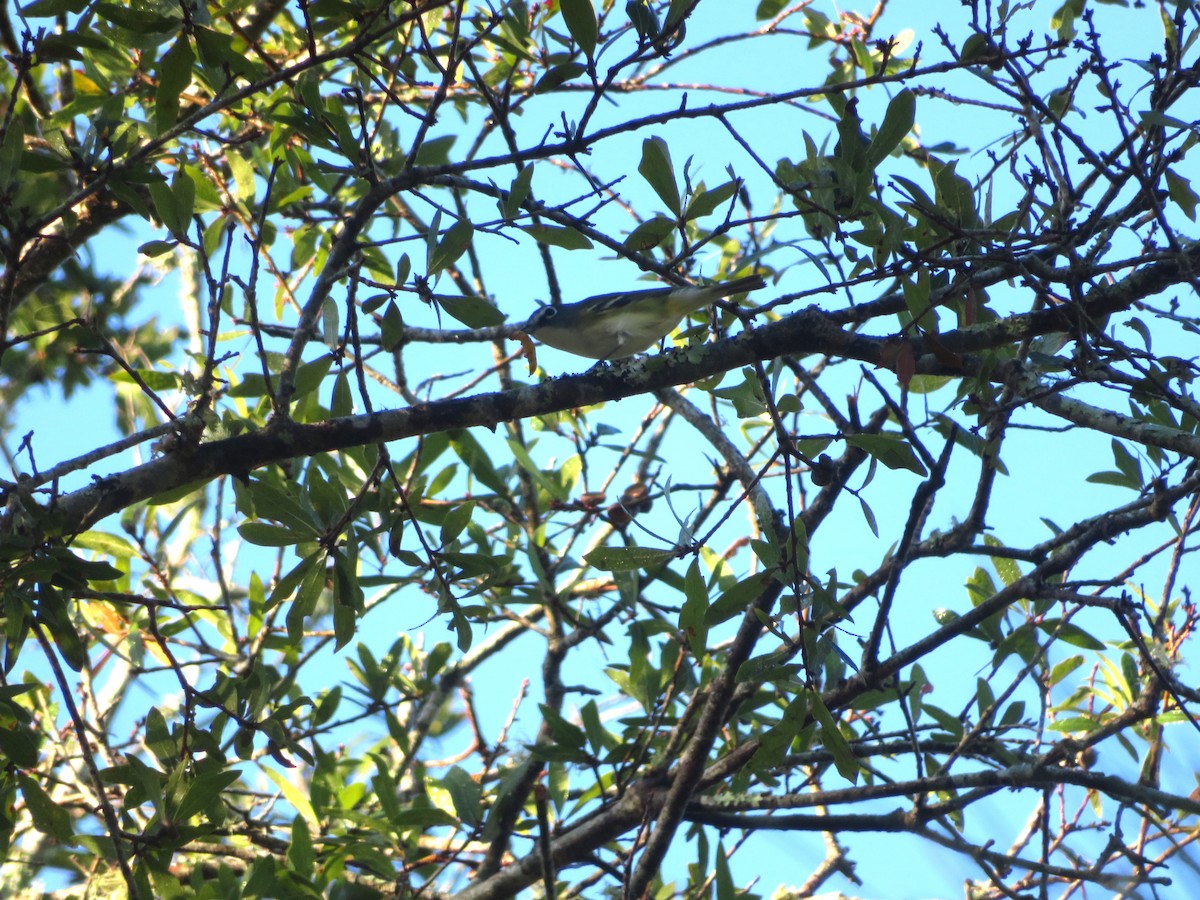 Blue-headed Vireo - ML625396958