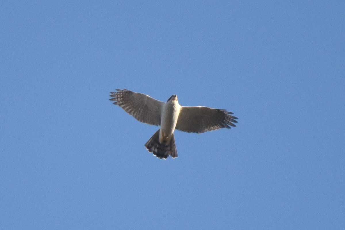 Eurasian Goshawk - ML625396987