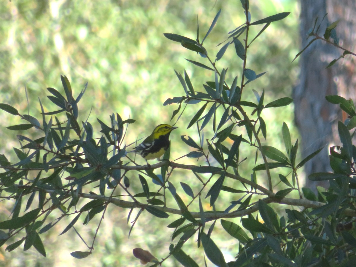 Black-throated Green Warbler - ML625396995