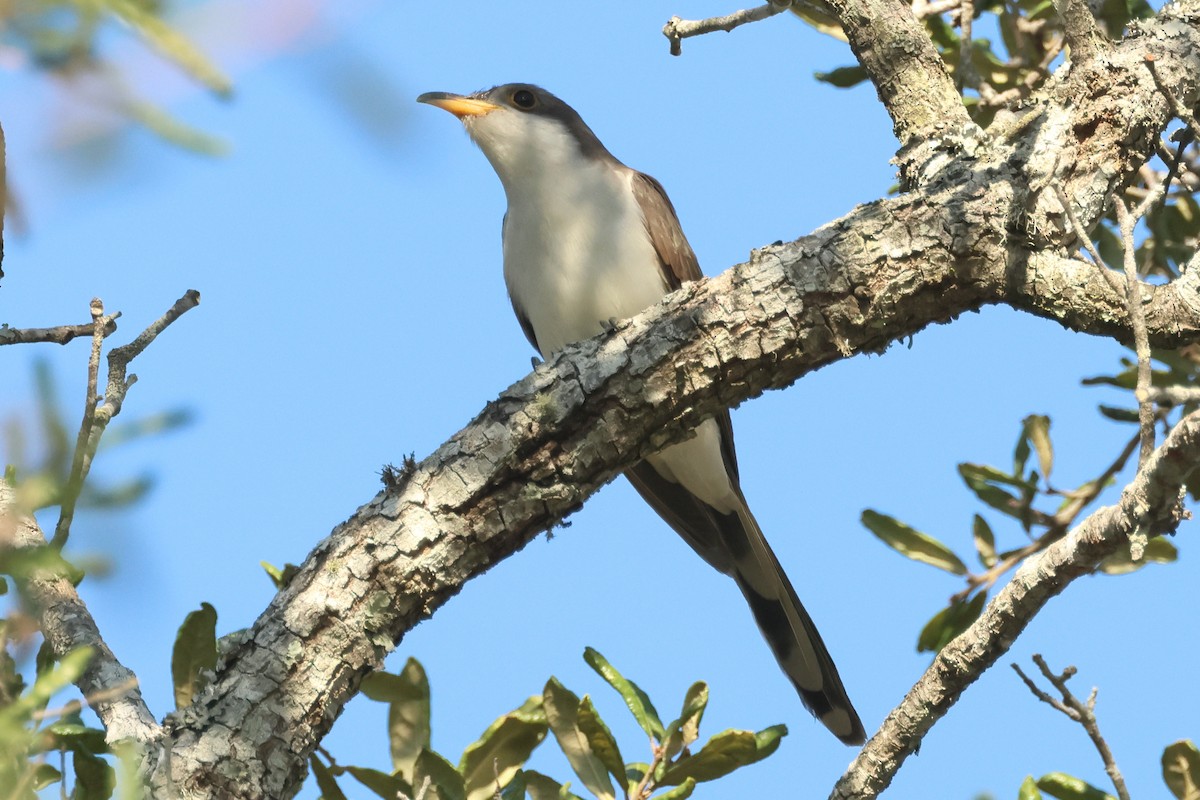 Yellow-billed Cuckoo - ML625397002