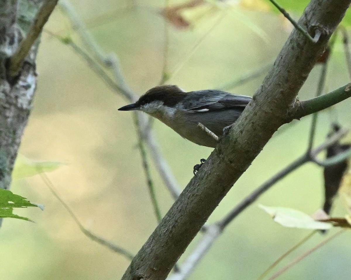 Brown-headed Nuthatch - ML625397048