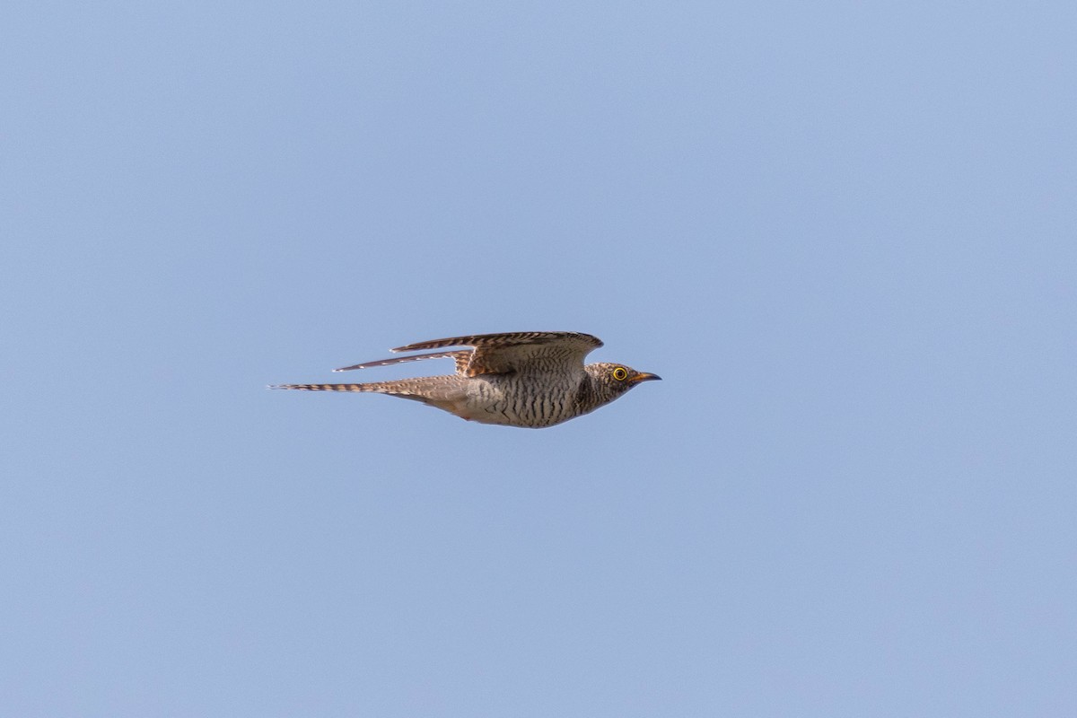 ML625397186 - cuckoo sp. (Cuculidae sp.) - Macaulay Library