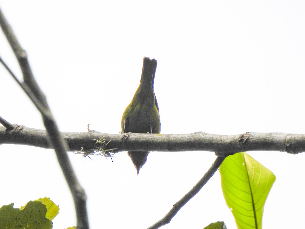 Bay-headed Tanager - ML625397370