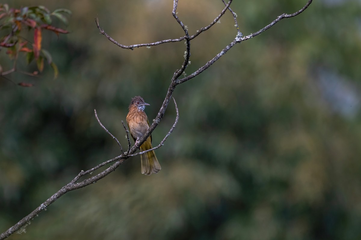 Mountain Bulbul - Deepak Budhathoki 🦉