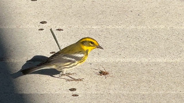 Townsend's Warbler - ML625397428