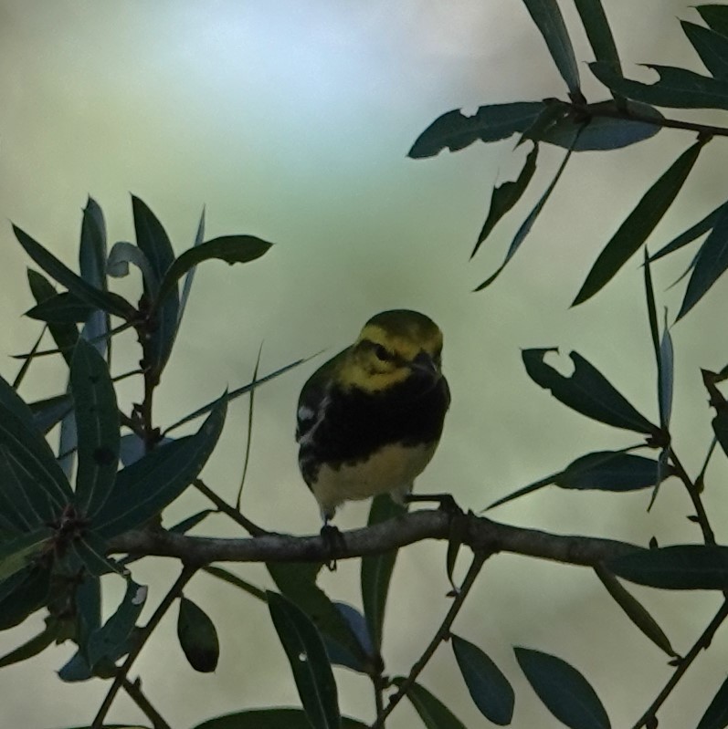 Black-throated Green Warbler - ML625397560