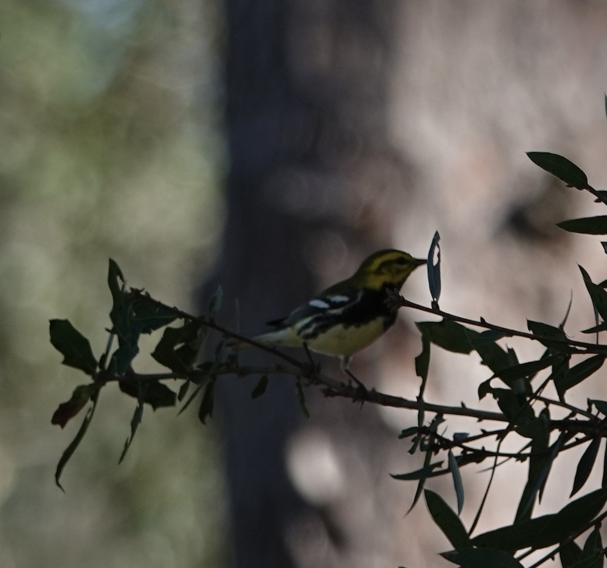 Black-throated Green Warbler - ML625397561