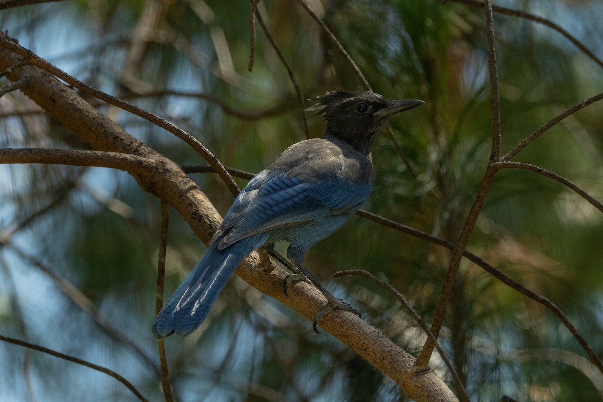 Steller's Jay - ML625397578