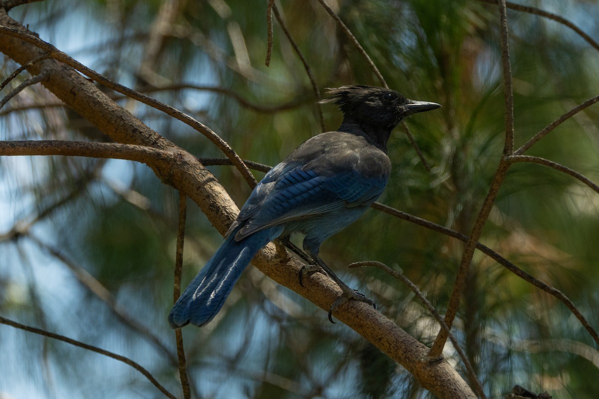 Steller's Jay - ML625397579