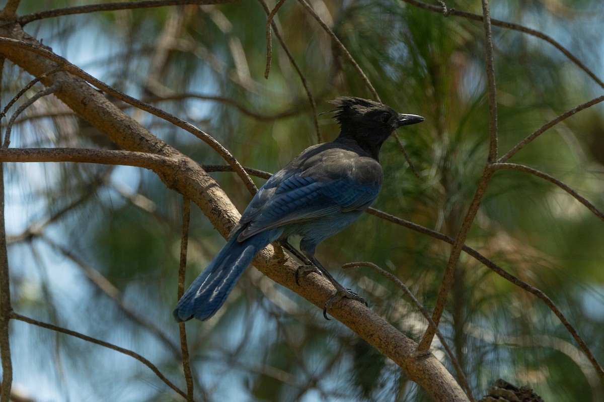 Steller's Jay - ML625397580