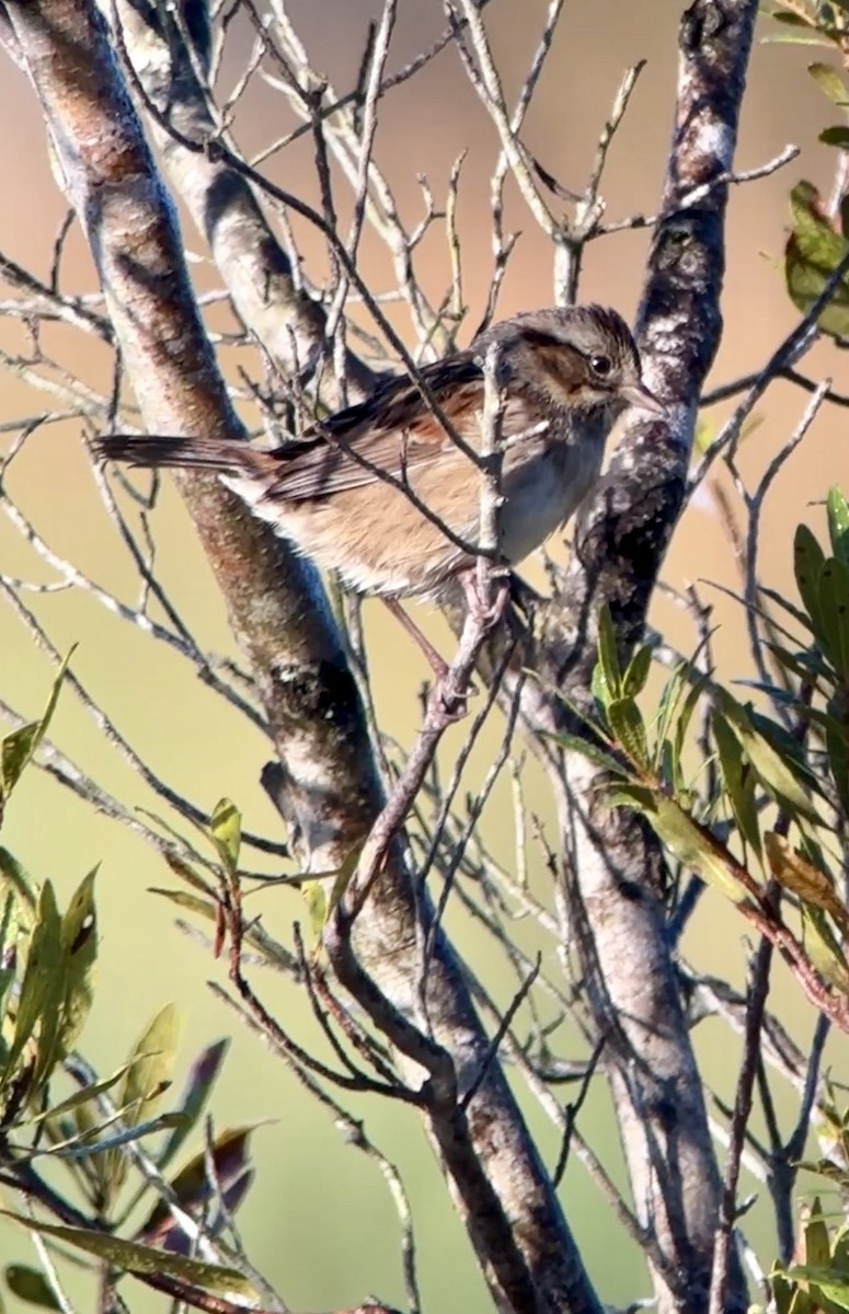Swamp Sparrow - ML625397588