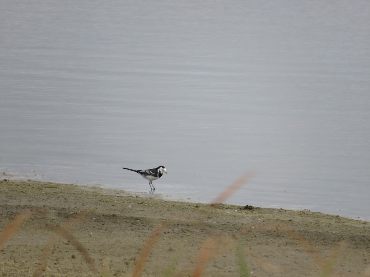 White Wagtail (British) - ML625397617