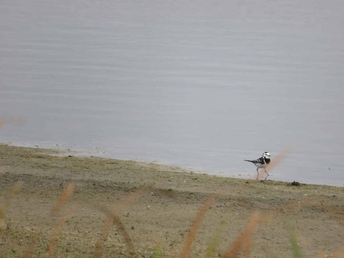 White Wagtail (British) - ML625397618