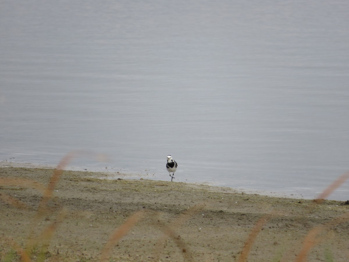 White Wagtail (British) - ML625397619