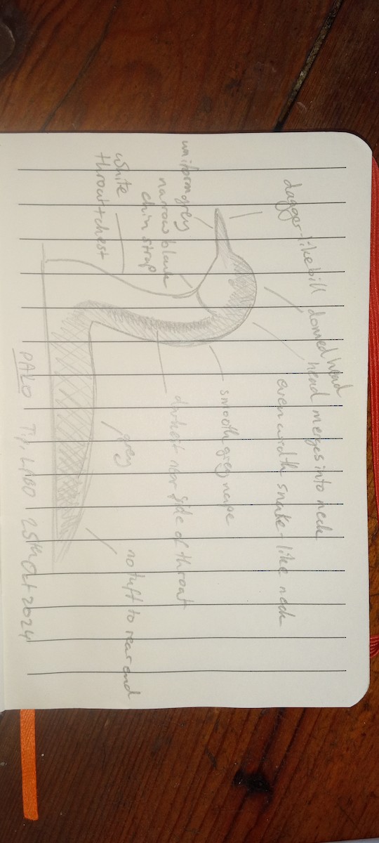 Pacific Loon - ML625397762