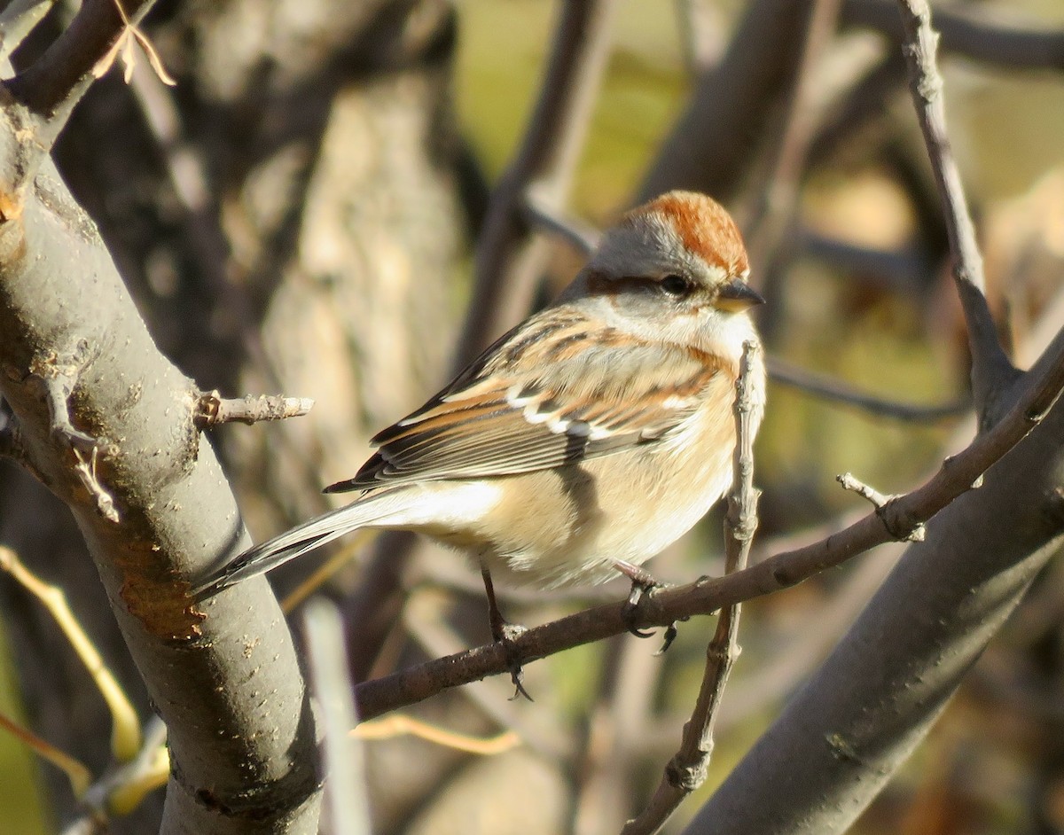 American Tree Sparrow - ML625397817