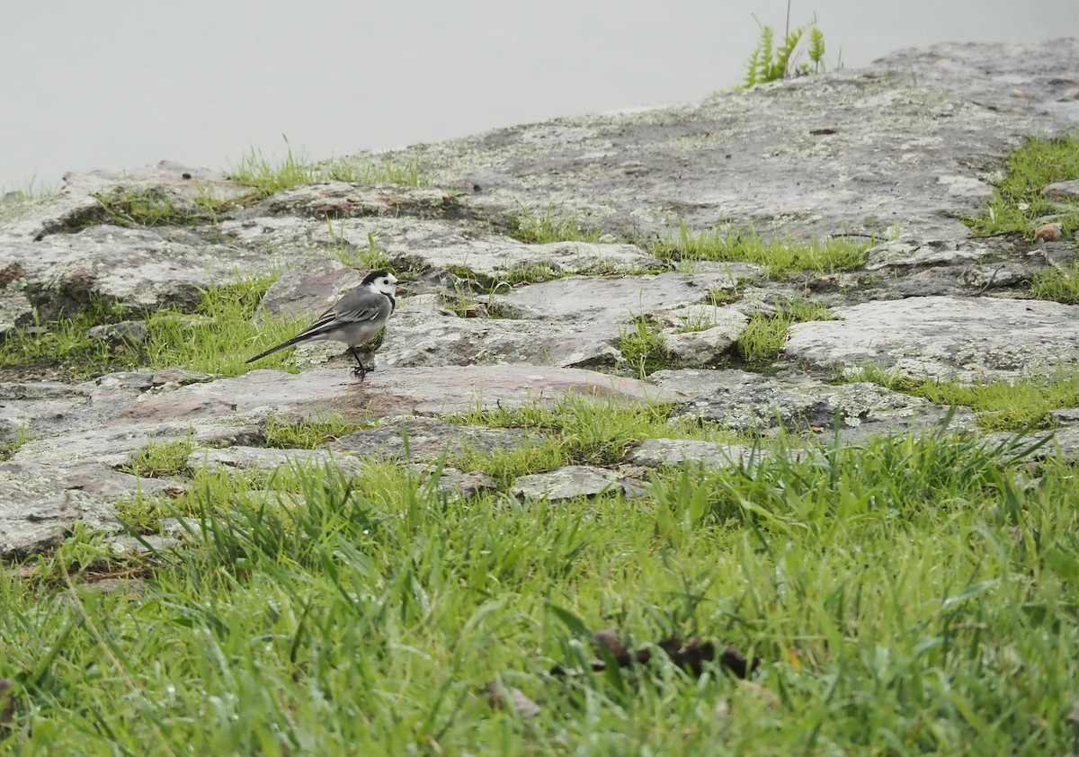 White Wagtail - ML625397830