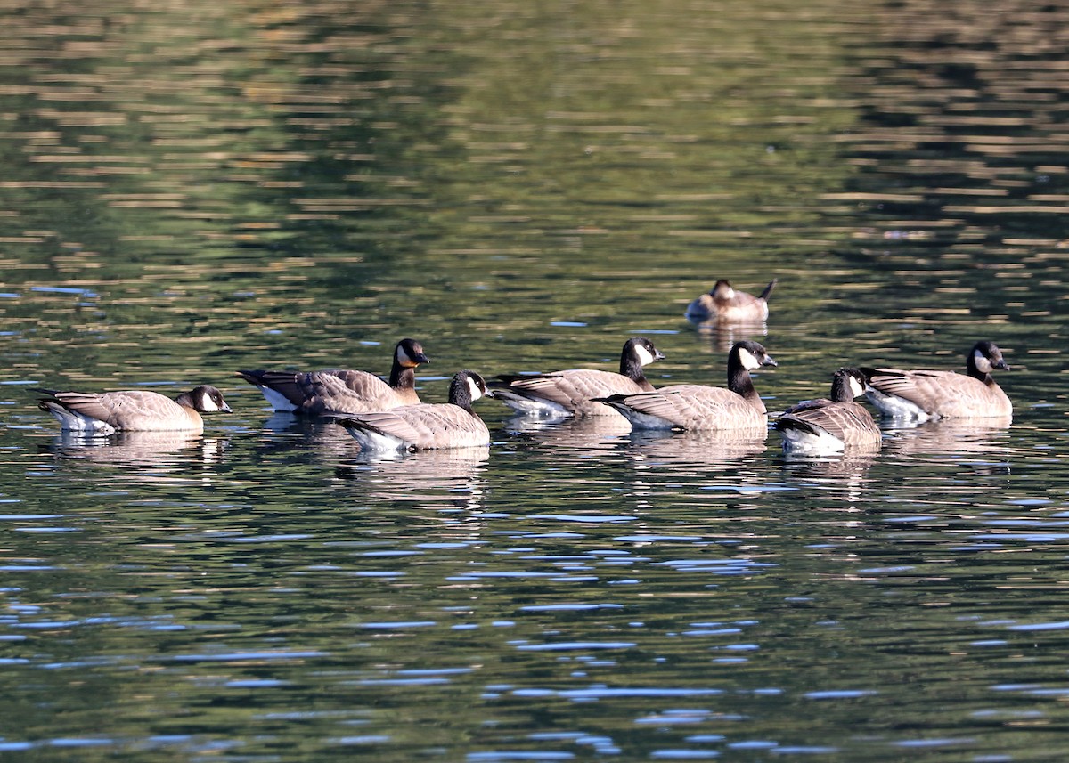 Cackling Goose (minima) - ML625397899