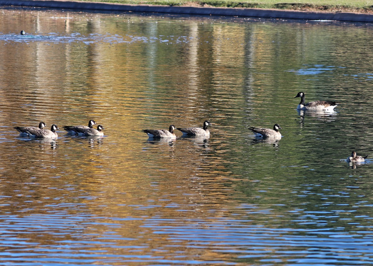 Cackling Goose (minima) - ML625397900