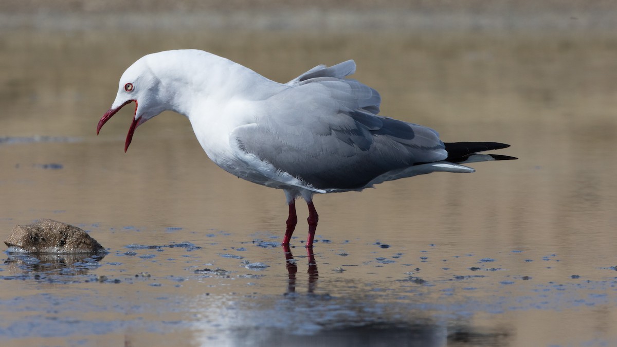 Gray-hooded Gull - ML625397924