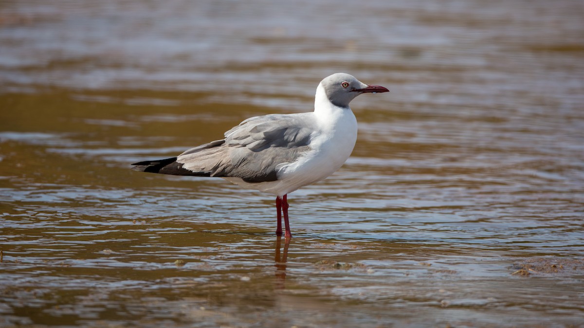 Gray-hooded Gull - Martti Siponen