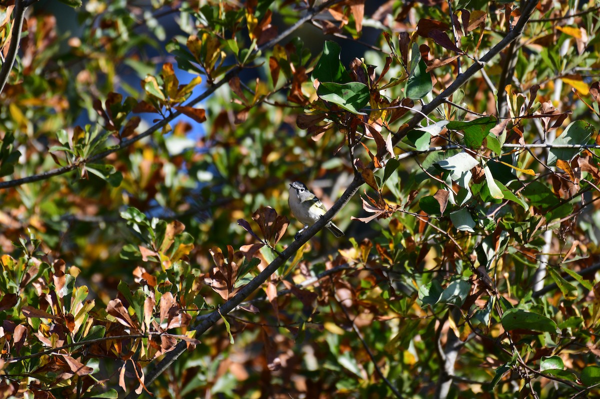 Blue-headed Vireo - ML625398069