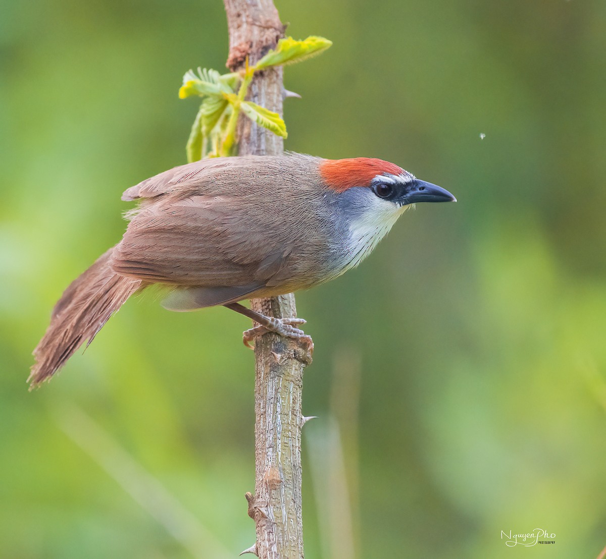 Chestnut-capped Babbler - ML625398097