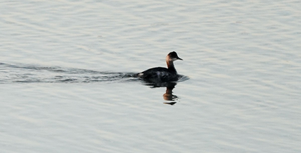 Eared Grebe - ML625398101