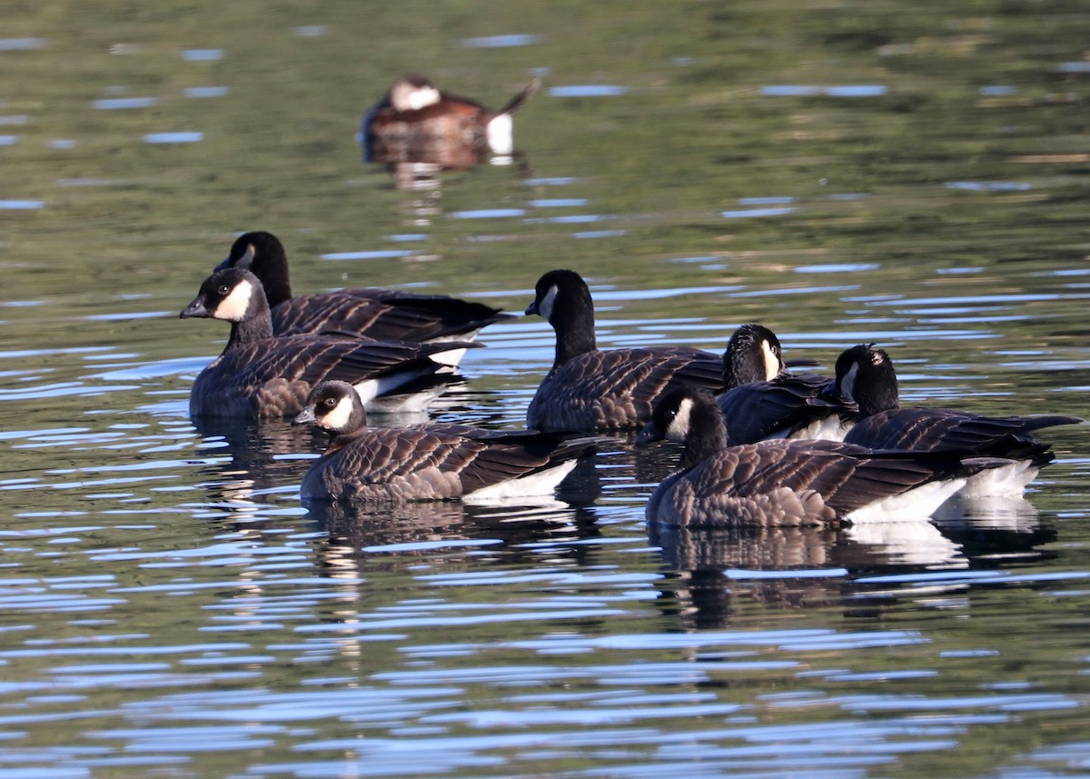 Cackling Goose (minima) - ML625398151