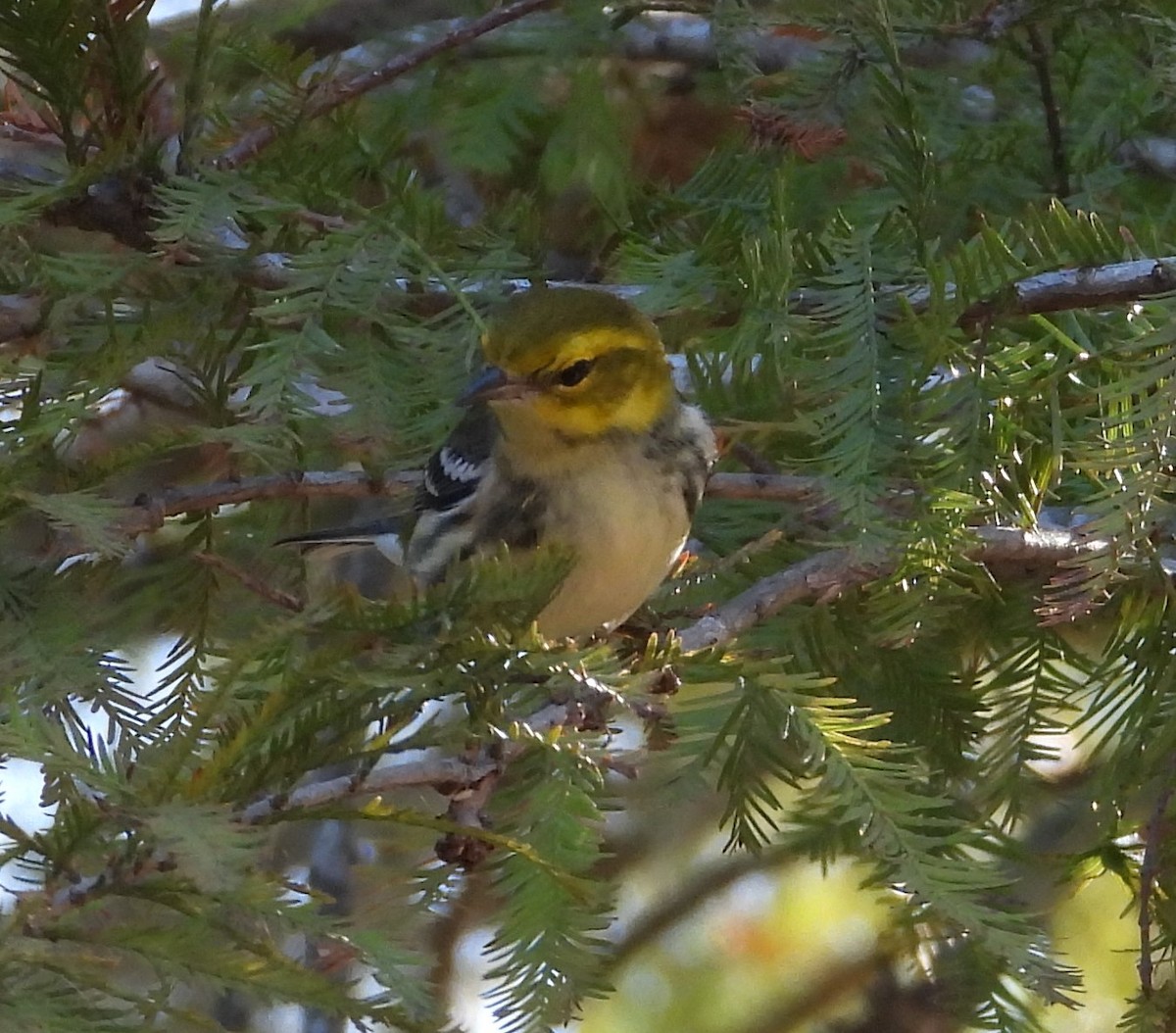 Black-throated Green Warbler - ML625398154