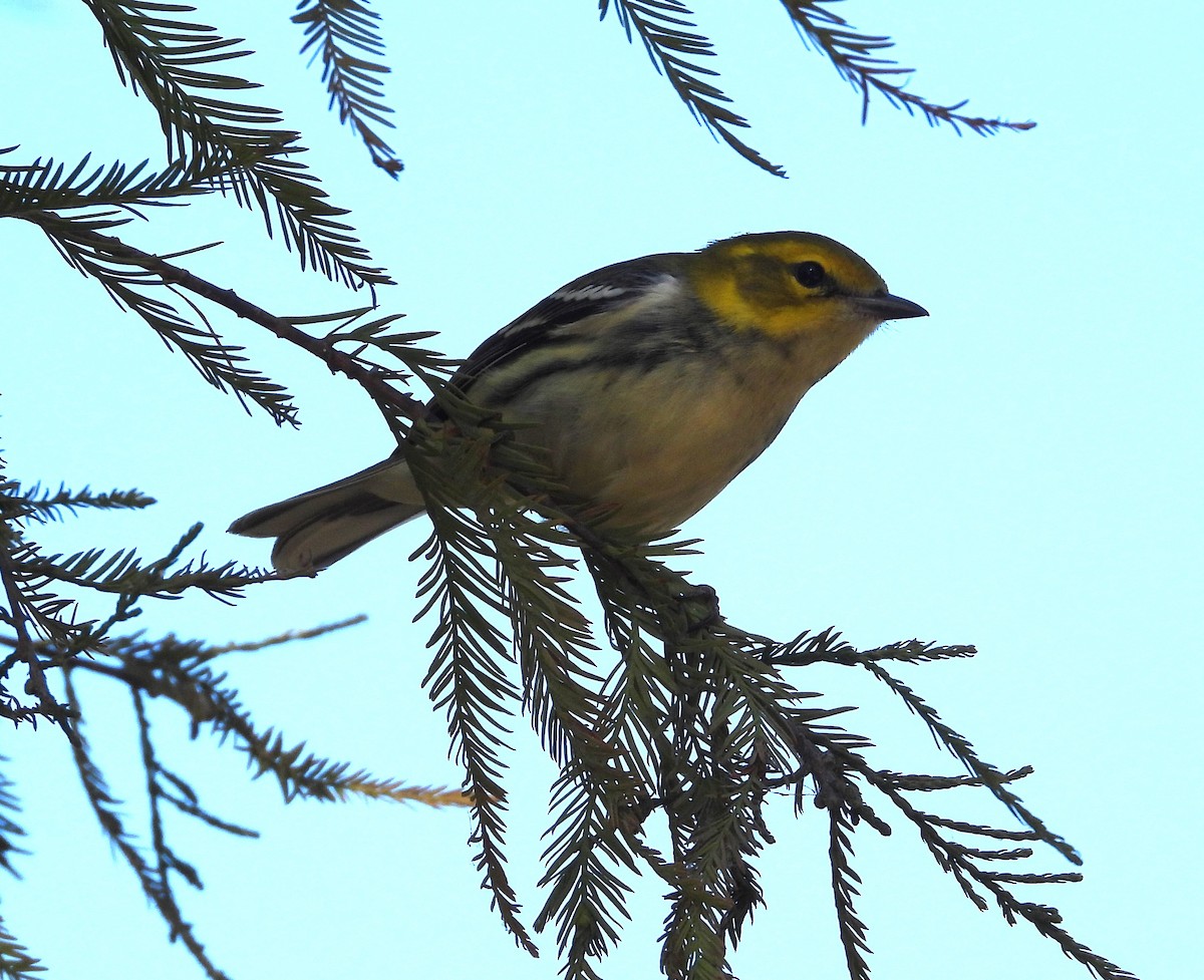 Black-throated Green Warbler - ML625398155