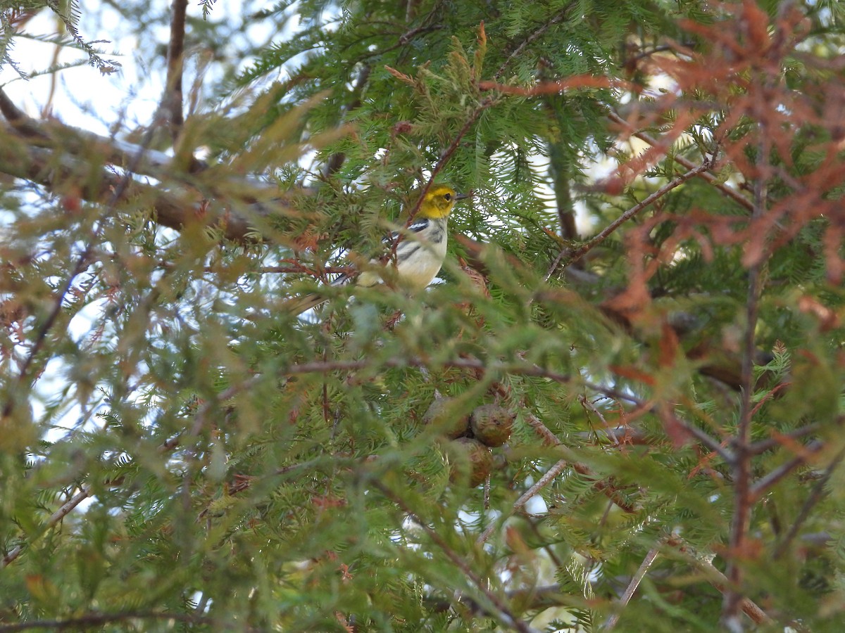 Black-throated Green Warbler - ML625398156