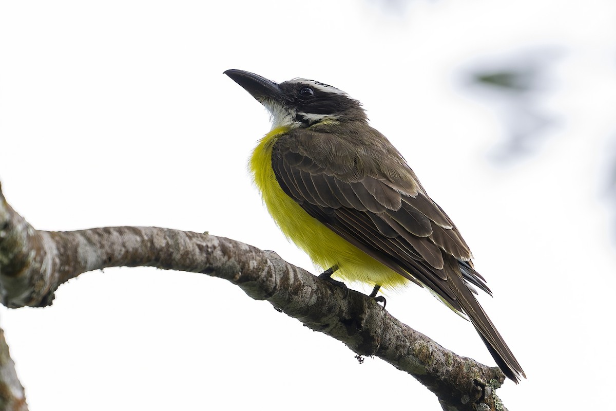 Boat-billed Flycatcher (South American) - ML625398207