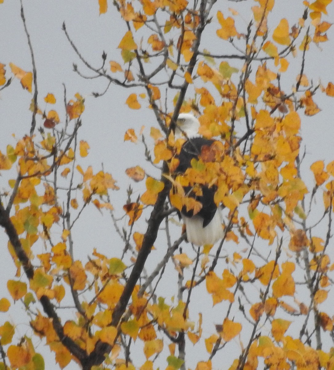 Bald Eagle - ML625398212