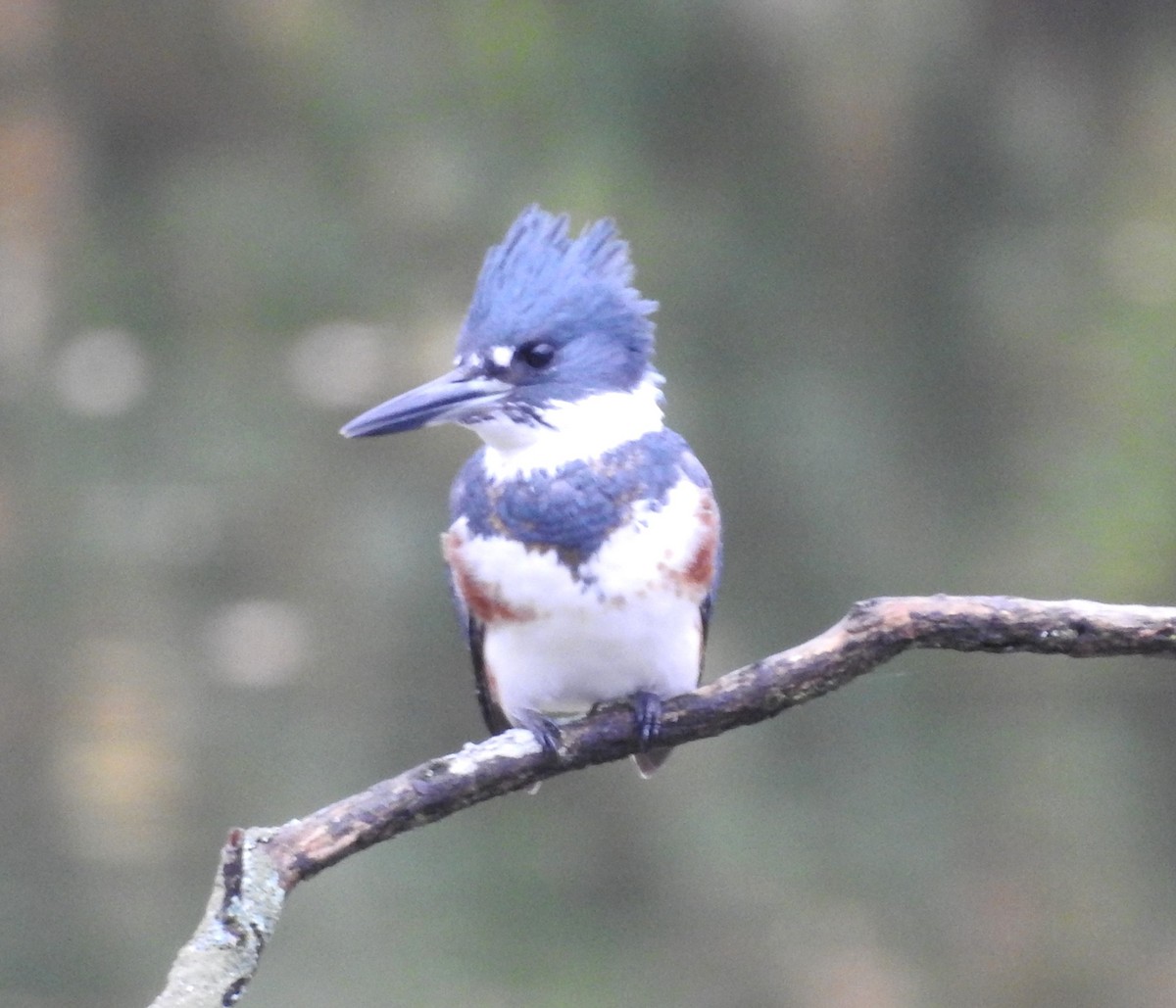 Belted Kingfisher - ML625398224