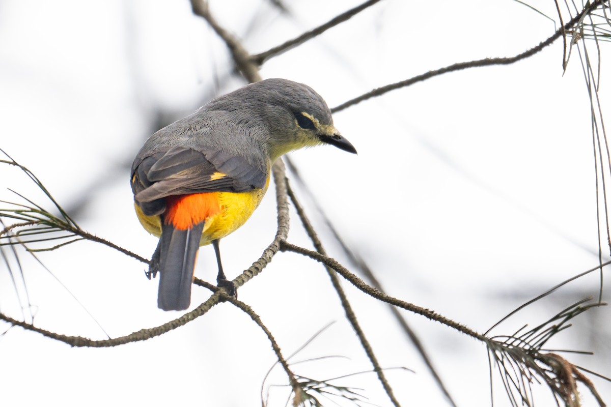Small Minivet - ML625398240