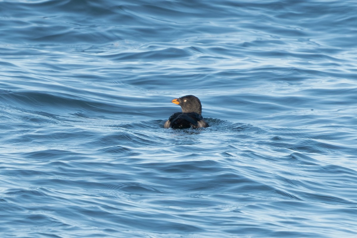 Rhinoceros Auklet - ML625398271