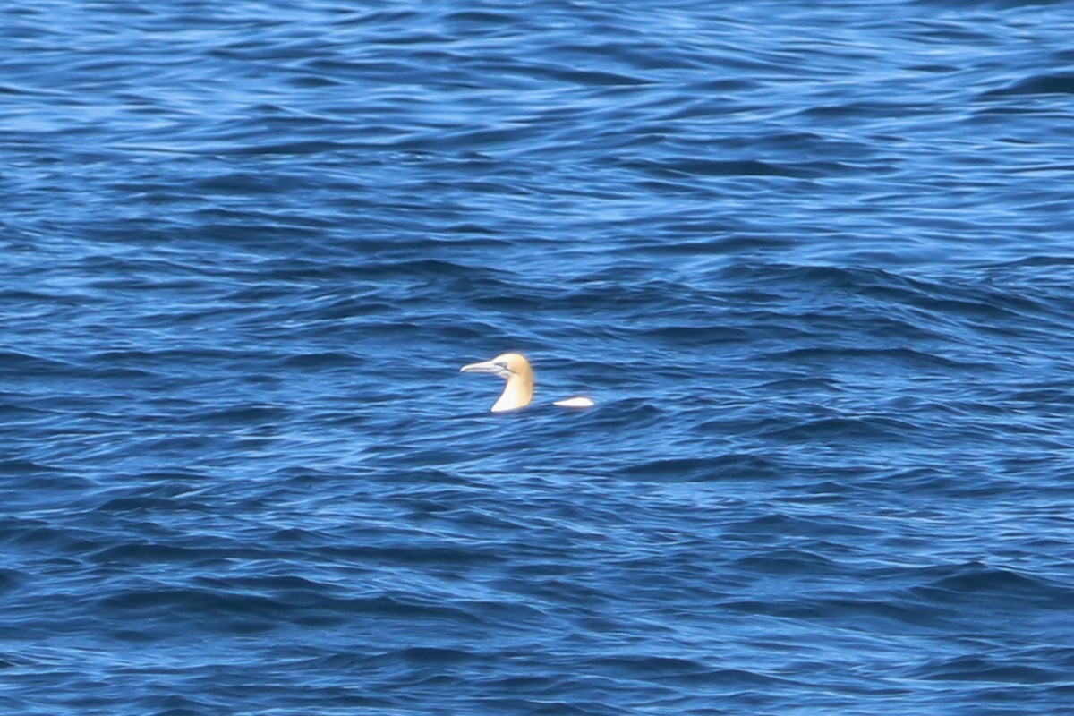 Northern Gannet - ML625398284