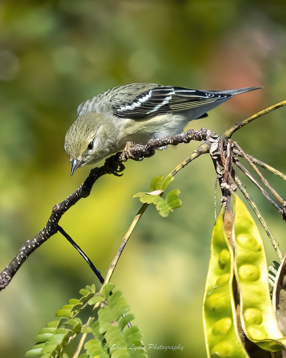 Blackpoll Warbler - ML625398344
