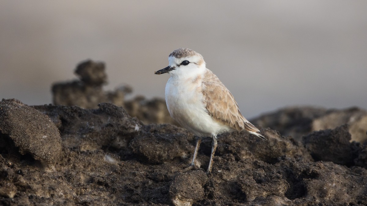 White-fronted Plover - ML625398380