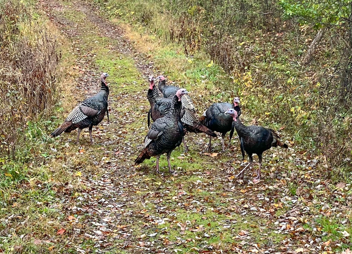 Wild Turkey - ML625398476